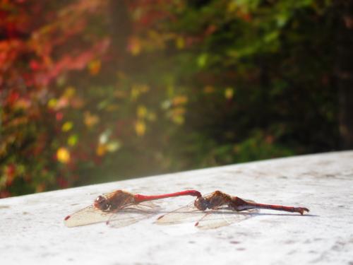 Réf. 255 581 : Sympetrum vicinum