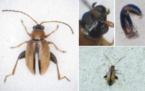 Réf. 255 097 : Longitarsus atricillus
