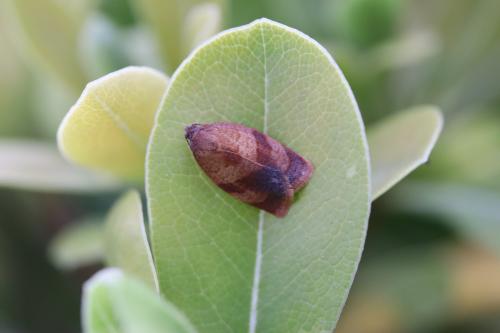 Cacoecimorpha pronubana