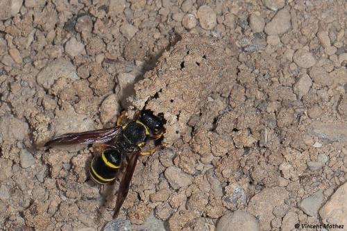 Réf. 255 379 : Odynerus sp.