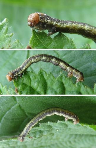 Réf. 255 008 : Agriopis sp.