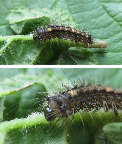 Lymantria dispar