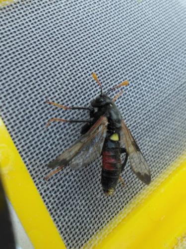 Réf. 255 000 : Cimbex femoratus
