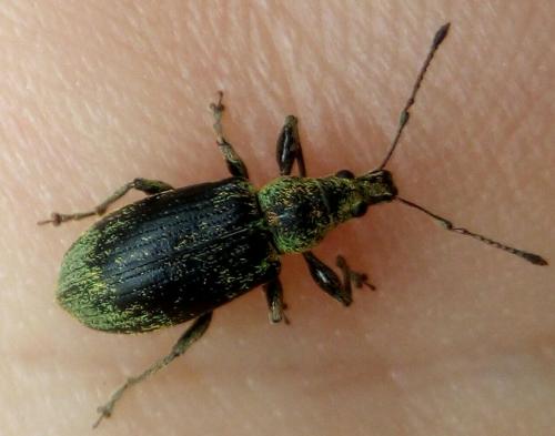 Réf. 255 182 : Phyllobius pomaceus