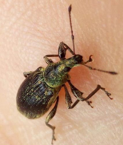 Réf. 255 185 : Phyllobius pomaceus