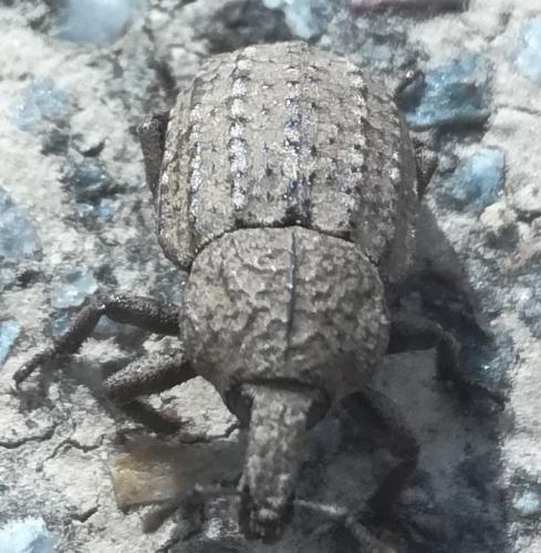 Minyops carinatus