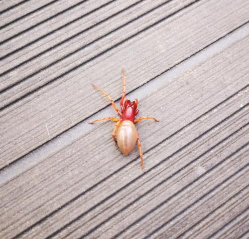 Réf. 255 525 : Dysdera crocata