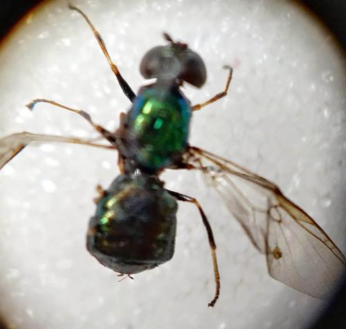 Microchrysa polita
