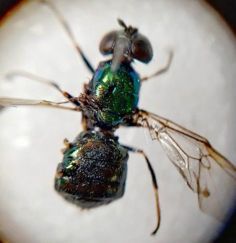 Microchrysa polita