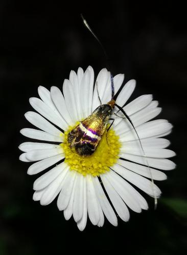 Adela australis
