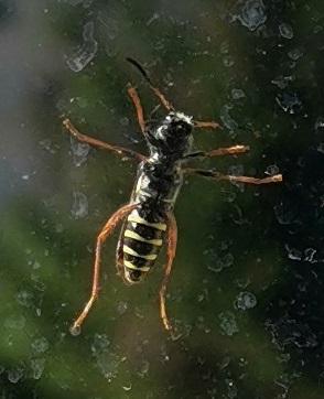 Clytus arietis