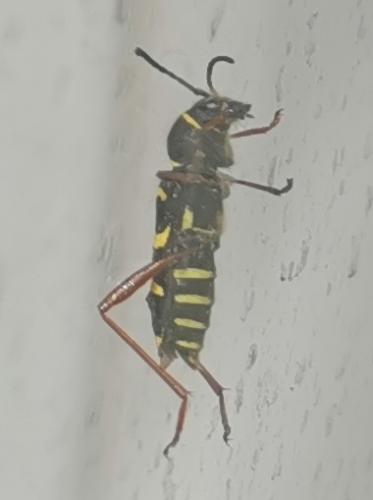 Clytus arietis
