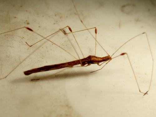Apoplymus pectoralis