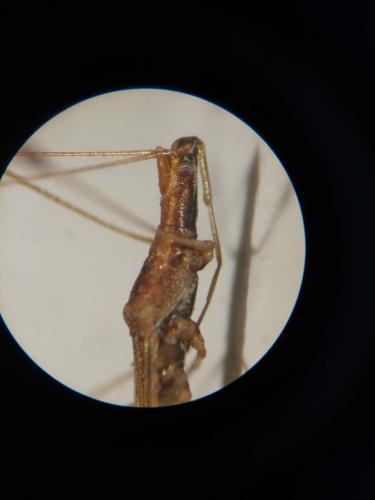 Réf. 255 992 : Apoplymus pectoralis