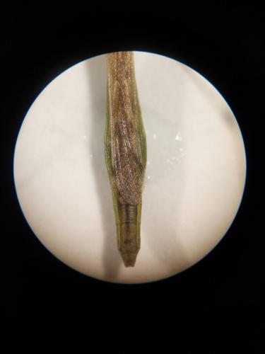 Apoplymus pectoralis