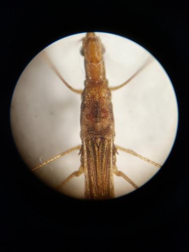 Apoplymus pectoralis