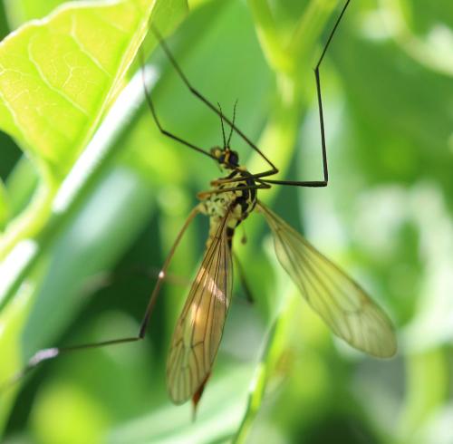 Nephrotoma flavescens