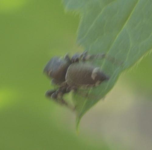 Heliophanus tribulosus