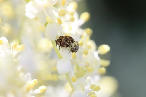 Anthrenus sp.