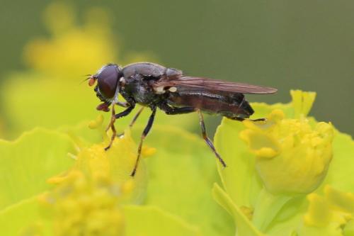 Cheilosia soror