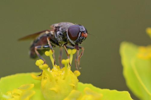 Réf. 255 020 : Cheilosia soror