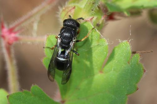 Réf. 255 388 : Leptochilus sp.