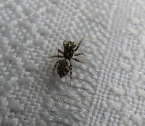 Salticus sp.
