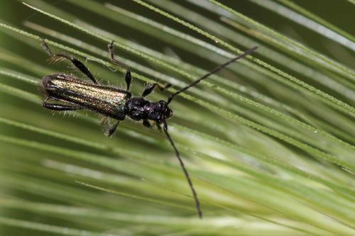 Réf. 255 924 : Callimus abdominalis