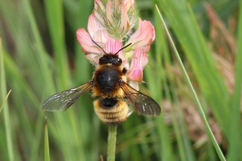 Réf. 255 761 : Megachile sp.