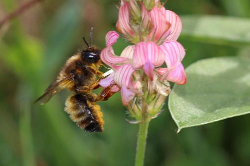 Réf. 255 762 : Megachile sp.