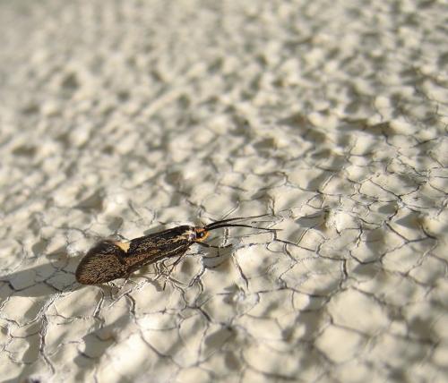 Esperia sulphurella