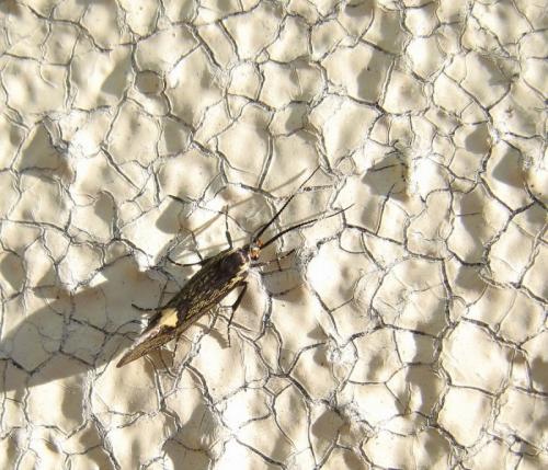 Esperia sulphurella