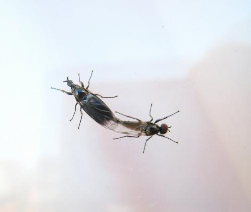 Réf. 255 516 : Dilophus febrilis