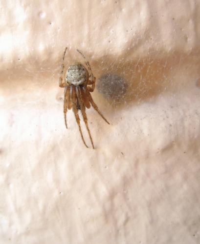 Zygiella sp.