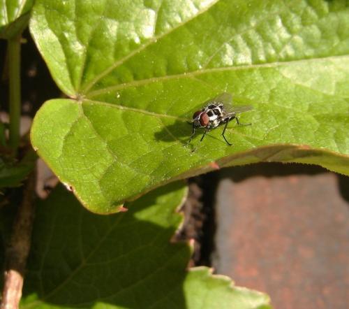 Réf. 255 659 : Anthomyia procellaris