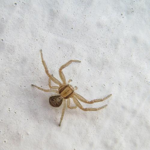 Xysticus ulmi