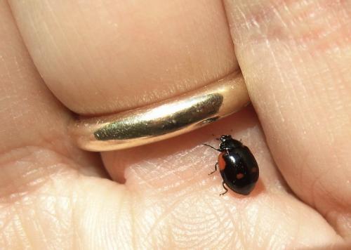 Adalia bipunctata bipunctata