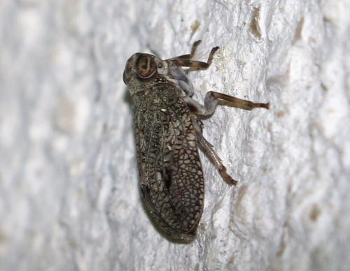 Issus coleoptratus