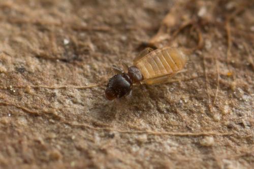 Liposcelis meridionalis
