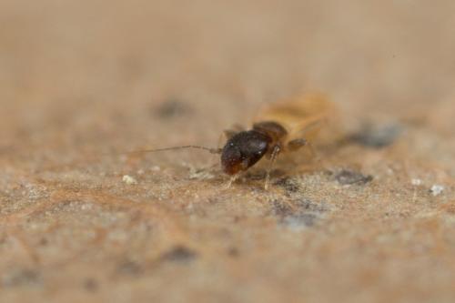 Réf. 255 864 : Liposcelis meridionalis