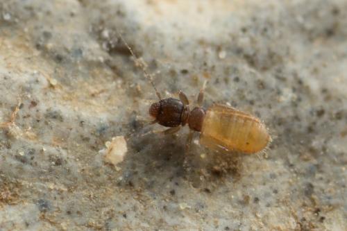 Liposcelis meridionalis