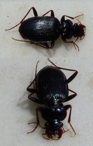 Leistus spinibarbis