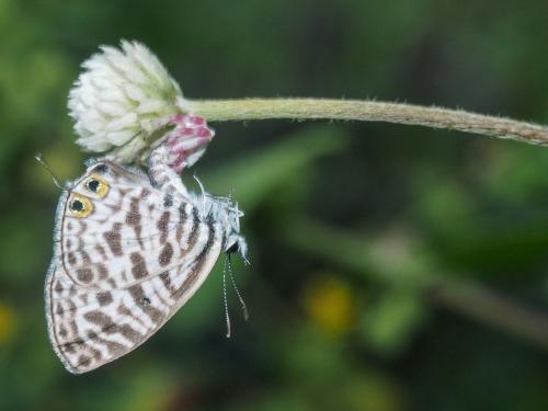 Réf. 255 737 : Leptotes pirithous