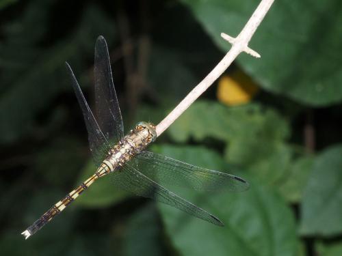 Réf. 255 858 : Orthetrum julia