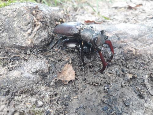 Lucanus cervus