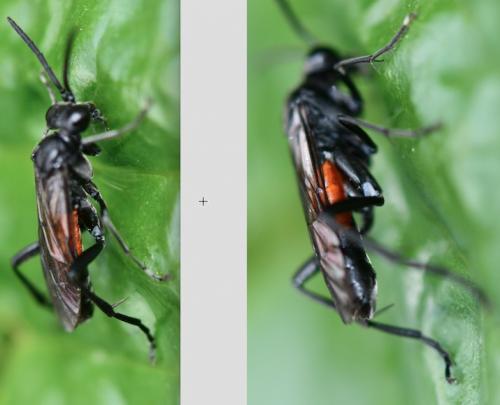 Macrophya annulata