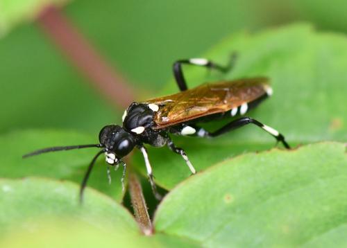 Réf. 255 599 : Macrophya duodecimpunctata