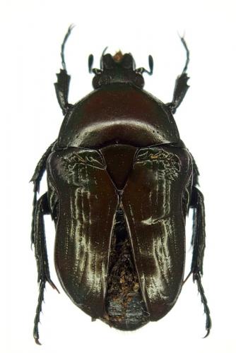 Coptomia sp.