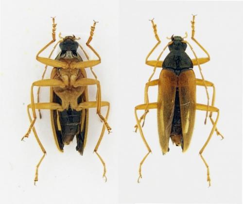 Réf. 255 385 : Cebrioninae inconnu