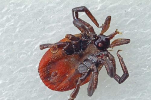 Réf. 255 696 : Ixodes ricinus
